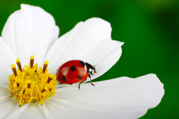 Ladybug and flower