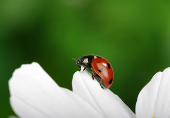 Ladybug and flower