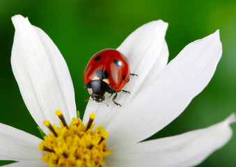 Ladybug and flower
