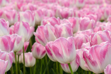Fototapeta premium Tulipes