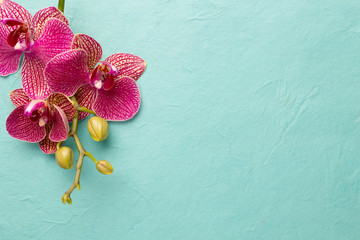 Orchid.