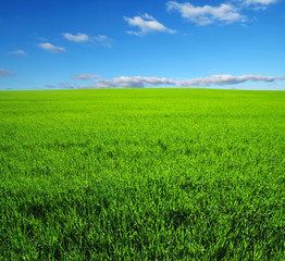 Obraz premium field