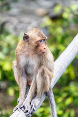 Monkey (crab-eating macaque) Asia Thailand  