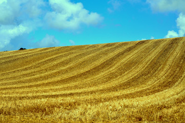 Rastrojos en una colina . Francia