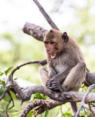 Monkey (crab-eating macaque) Asia Thailand  