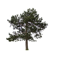 pine isolated on white background