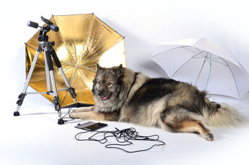  Hund im Fotostudio