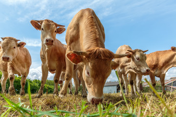 Vaches Limousines