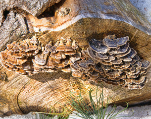 Turkey tail fungus growing on end of log