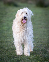 Labradoodle