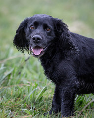 Cocker Spaniel