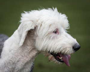 Old English Sheepdog