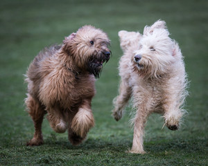 Running Dogs