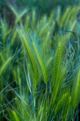 Wheat field