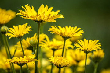 Yellow flowers