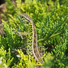Zauneidechse - Lacerta agilis