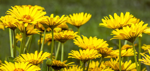 Yellow flowers