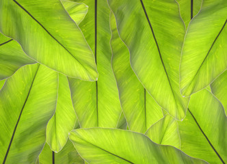 background from green leaf on white background