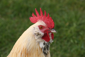 Hahn