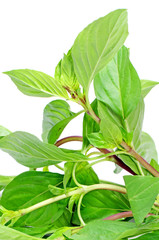 Fototapeta na wymiar Basil leaves on white background.