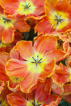 Orange Tulips in close up