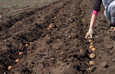 Women Sowing Potato, Seeding Process.