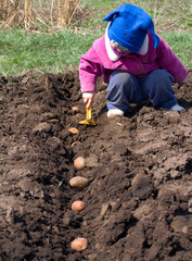 Cute Little Girl Sowing Potato in a Row, Seeding Process.