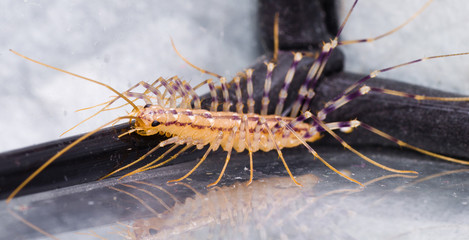 Colorful Centipede looking for the Eat, Scary Predator.