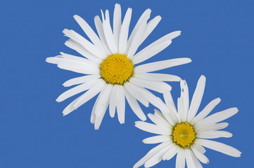 Isolated White Daisies