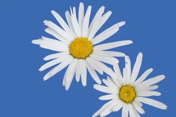 Peel and stick wall murals Daisies Isolated White Daisies