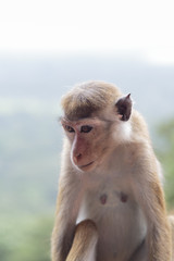 Toque macaque