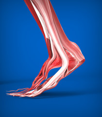 Achilles tendon with lower leg muscles