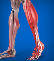 Lower Legs Muscles Anatomy