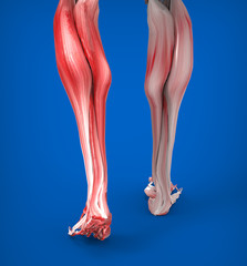 Achilles tendon with lower leg muscles