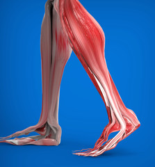 Achilles tendon with lower leg muscles