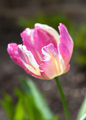 Obraz premium Pink brindled tulip. Shallow DOF