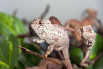 Panther chameleon (Furcifer pardalis) babies © belizar