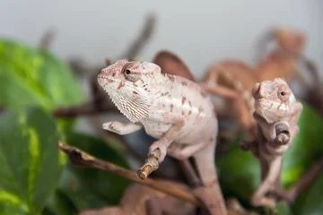 Photo sur Plexiglas Caméléon Panther chameleon (Furcifer pardalis) babies
