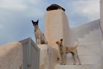 Dogs on santorini street