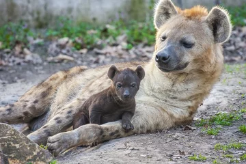 Foto op Plexiglas Spotted hyena (Crocuta crocuta) baby © belizar