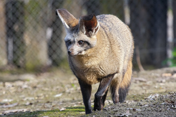Bat-eared fox (Otocyon megalotis)