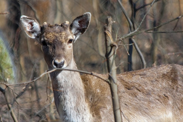 Persian fallow deer (Dama mesopotamica)
