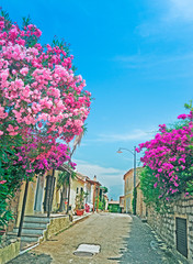 oleanders by the street
