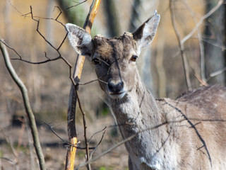 Persian fallow deer (Dama mesopotamica)