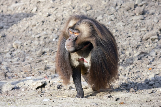 Gelada (Theropithecus gelada)