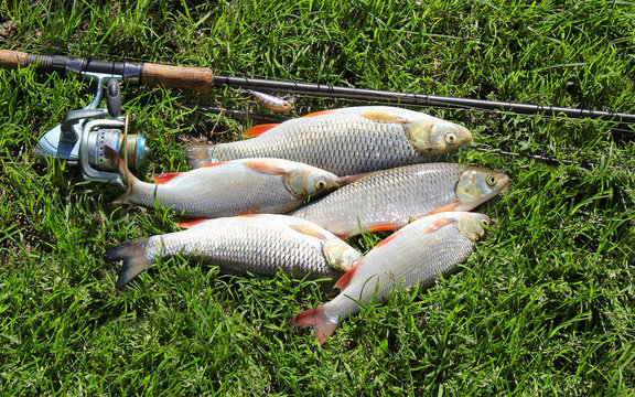 fishing catch on the grass and fishing gear