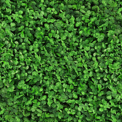Green grass clover seamless texture