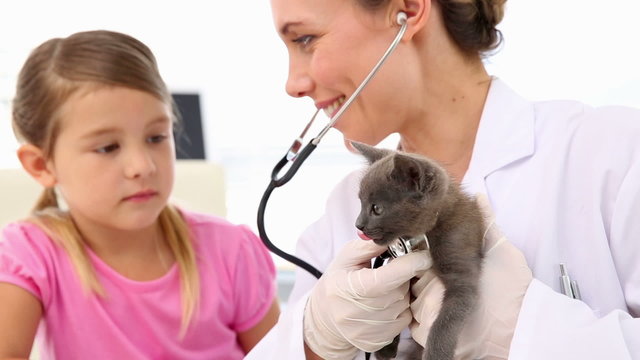 Little girl watching vet checking her kitten
