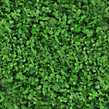 Green Grass Clover Seamless Texture