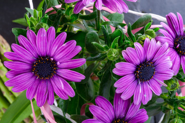 violet daisies